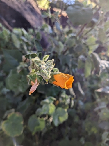 Image of Abutilon palmeri by no rights reserved