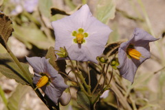 Solanum xanti