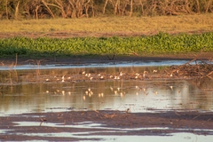 Calidris mauri