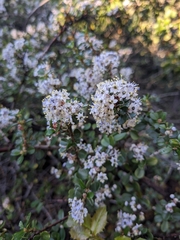 Ceanothus cuneatus