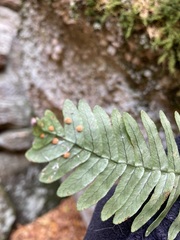 Polypodium appalachianum