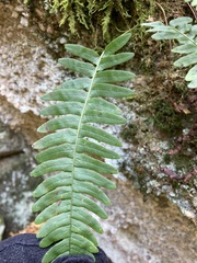 Polypodium appalachianum