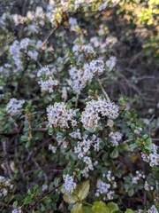 Ceanothus cuneatus