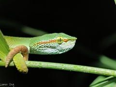 Tropidolaemus wagleri