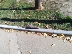 Streptopelia chinensis