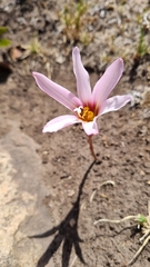 Zephyranthes gracilifolia