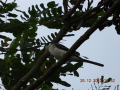 Pericrocotus divaricatus