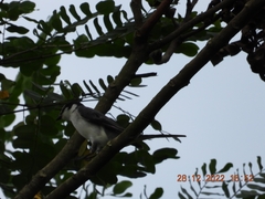 Pericrocotus divaricatus