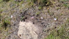 Zephyranthes gracilifolia