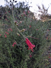 Gambelia juncea
