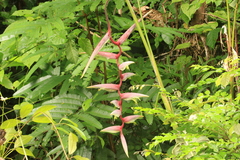 Heliconia chartacea