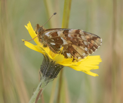 Boloria pales