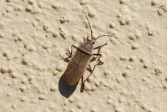 Largus maculatus