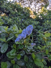 Ceanothus