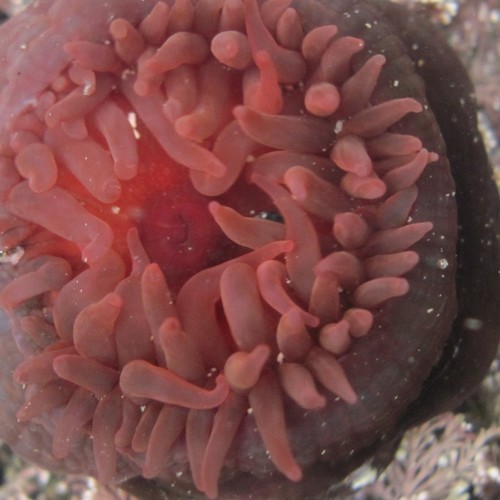 Waratah Anemone, photo 8 of 10
