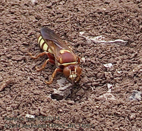 Stizus texanus