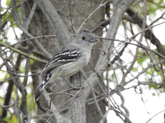 Thamnophilus pelzelni