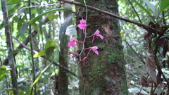Comparettia falcata