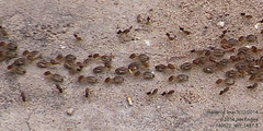 Tenuirostritermes