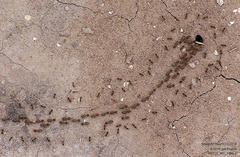 Tenuirostritermes