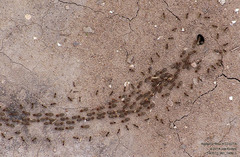 Tenuirostritermes