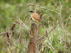 Agelaioides fringillarius