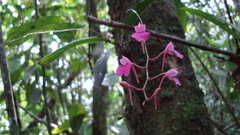 Comparettia falcata