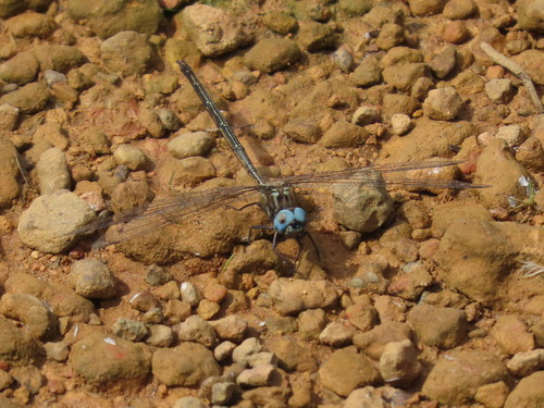 Macrothemis lauriana
