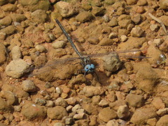 Macrothemis lauriana