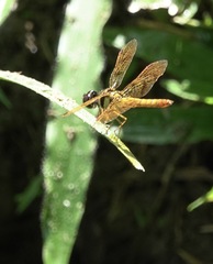 Perithemis lais