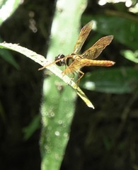 Perithemis lais