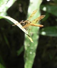 Perithemis lais