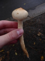 Hygrophorus unicolor