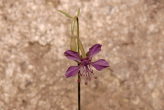 Clarkia rhomboidea