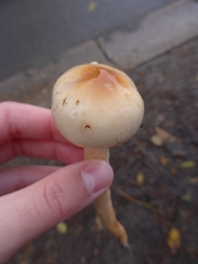 Hygrophorus unicolor