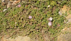 Drosanthemum candens