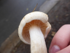 Hygrophorus unicolor