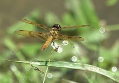 Perithemis lais