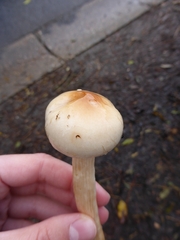 Hygrophorus unicolor