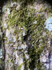 Forsstroemia trichomitria