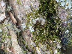 Forsstroemia trichomitria