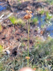 Rhynchospora fascicularis