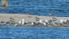 Pluvialis squatarola