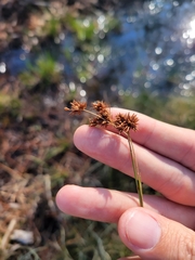 Rhynchospora fascicularis
