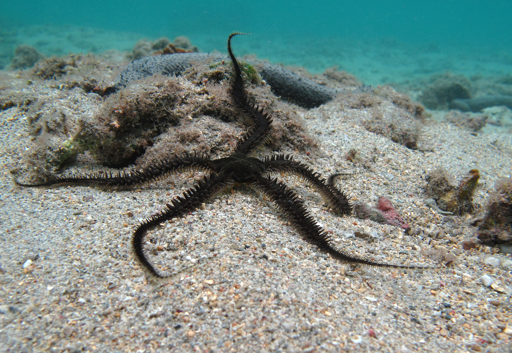 Lagoon Brittle Star