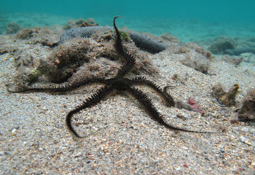 Lagoon Brittle Star