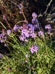 Glandularia lilacina
