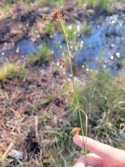 Rhynchospora fascicularis