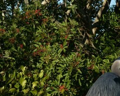 Schinus terebinthifolia