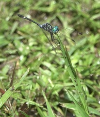 Micrathyria ocellata